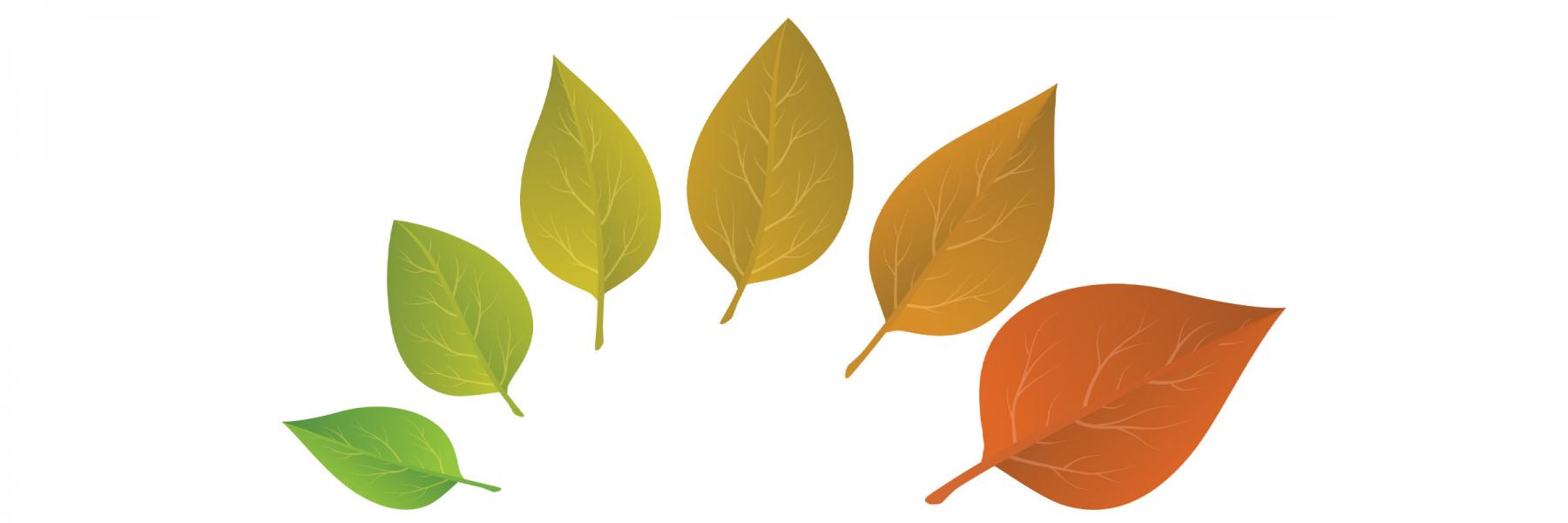 A semi-circular arrange of leaves seen changing color, getting progressively older