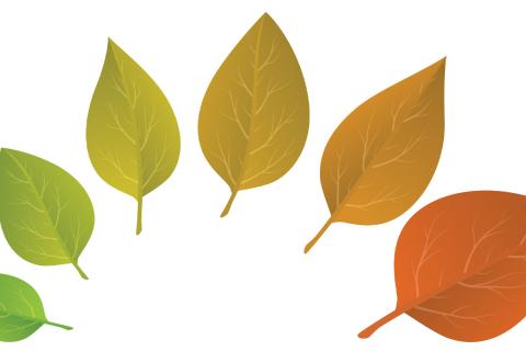 A semi-circular arrange of leaves seen changing color, getting progressively older